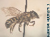  (Megachile sp. 03 - CCDB-34569 E09)  @11 [ ] CreativeCommons - Attribution by Laurence Packer (2017) Laurence Packer York University