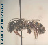  (Megachile sp. 04 - CCDB-34569 E11)  @11 [ ] CreativeCommons - Attribution by Laurence Packer (2017) Laurence Packer York University