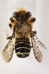  (Megachile luctifera - CCDB-24583 E12)  @14 [ ] CreativeCommons - Attribution (2016) Laurence Packer York University