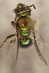  (Caenohalictus sp. X - CCDB-30383 E12)  @13 [ ] CreativeCommons - Attribution (2016) Laurence Packer York University
