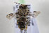  (Megachile darwiniana - CCDB-34571 F02)  @11 [ ] CreativeCommons - Attribution by Laurence Packer (2020) Laurence Packer York University