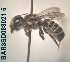  (Megachile sp. 05 - CCDB-34569 F02)  @11 [ ] CreativeCommons - Attribution by Laurence Packer (2017) Laurence Packer York University