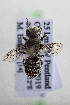  (Megachile leeuwinensis - CCDB-34571 F04)  @11 [ ] CreativeCommons - Attribution by Laurence Packer (2020) Laurence Packer York University
