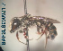  (Megachile sp. 07 - CCDB-34569 F06)  @11 [ ] CreativeCommons - Attribution by Laurence Packer (2017) Laurence Packer York University