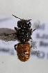  (Megachile micrerythrura - CCDB-34571 F08)  @11 [ ] CreativeCommons - Attribution by Laurence Packer (2020) Laurence Packer York University