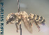  (Megachile sp. 08 - CCDB-34569 F08)  @11 [ ] CreativeCommons - Attribution by Laurence Packer (2017) Laurence Packer York University