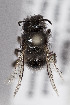  ( - CCDB-30386 F09)  @11 [ ] CreativeCommons - Attribution (2017) Laurence Packer York University