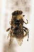  ( - CCDB-34684 G01)  @11 [ ] CreativeCommons - Attribution by Laurence Packer (2017) Laurence Packer York University