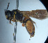  ( - CCDB-34569 G02)  @11 [ ] CreativeCommons - Attribution by Laurence Packer (2017) Laurence Packer York University
