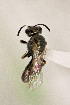  (Lasioglossum new_BajaCalS1 - CCDB-24581 G03)  @13 [ ] CreativeCommons - Attribution (2016) Laurence Packer York University