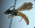  (Protandrena abdominalis - CCDB-34569 G04)  @11 [ ] CreativeCommons - Attribution by Laurence Packer (2017) Laurence Packer York University