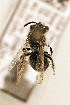  ( - CCDB-34684 G05)  @11 [ ] CreativeCommons - Attribution by Laurence Packer (2017) Laurence Packer York University