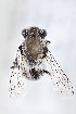  (Colletes perileucus - CCDB-24580 G08)  @13 [ ] CreativeCommons - Attribution (2015) Laurence Packer York University