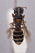  (Sericogaster - CCDB-33206 G11)  @11 [ ] CreativeCommons - Attribution (2018) Laurence Packer York University