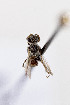  (Spinoliella sp. Toco - CCDB-34571 G11)  @11 [ ] CreativeCommons - Attribution by Laurence Packer (2020) Laurence Packer York University
