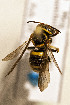  (Hypanthidium costaricense - CCDB-34684 G12)  @11 [ ] CreativeCommons - Attribution by Laurence Packer (2017) Laurence Packer York University