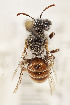  ( - CCDB-33206 H02)  @11 [ ] CreativeCommons - Attribution (2018) Laurence Packer York University