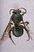  (Mellitidia - CCDB-33206 H05)  @11 [ ] CreativeCommons - Attribution (2018) Laurence Packer York University