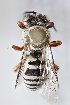  (Triepeolus subnitens - CCDB-24584 H06)  @13 [ ] CreativeCommons - Attribution (2016) Laurence Packer York University