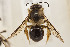  (Ptilonomia - CCDB-33206 H06)  @11 [ ] CreativeCommons - Attribution (2018) Laurence Packer York University