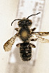  (Megachile toluca - CCDB-34684 H08)  @11 [ ] CreativeCommons - Attribution by Laurence Packer (2017) Laurence Packer York University