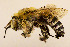  (Pachymelus bettoni - CCDB-34569 H11)  @11 [ ] CreativeCommons - Attribution by Laurence Packer (2017) Laurence Packer York University