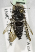  (Coelioxys GHA02 - CCDB-14514-A03)  @11 [ ] CreativeCommons - Attribution Non-Commercial Share-Alike (2012) Packer Collection York University York University