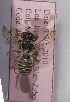  (Megachile stolzmanni - CCDB-14514-B01)  @13 [ ] CreativeCommons - Attribution Non-Commercial Share-Alike (2012) Packer Collection York University York University