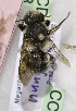  (Megachile hungarica - CCDB-14514-B03)  @14 [ ] CreativeCommons - Attribution Non-Commercial Share-Alike (2012) Packer Collection York University York University
