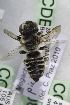  (Megachile marginata - CCDB-14514-B08)  @15 [ ] CreativeCommons - Attribution Non-Commercial Share-Alike (2012) Packer Collection York University York University