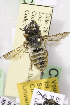  (Megachile sanguinipes - CCDB-14514-B12)  @12 [ ] CreativeCommons - Attribution Non-Commercial Share-Alike (2012) Packer Collection York University York University