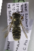  (Megachile cinnamomea - CCDB-14514-C01)  @12 [ ] CreativeCommons - Attribution Non-Commercial Share-Alike (2012) Packer Collection York University York University