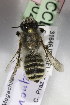  (Megachile montenegrensis - CCDB-14514-C02)  @13 [ ] CreativeCommons - Attribution Non-Commercial Share-Alike (2012) Packer Collection York University York University