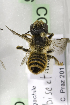  (Megachile albisecta - CCDB-14514-C06)  @14 [ ] CreativeCommons - Attribution Non-Commercial Share-Alike (2012) Packer Collection York University York University