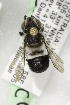  (Megachile Hackeriapis_sp - CCDB-14514-C10)  @12 [ ] CreativeCommons - Attribution Non-Commercial Share-Alike (2012) Packer Collection York University York University