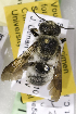  (Megachile lefebvrei - CCDB-14514-C12)  @13 [ ] CreativeCommons - Attribution Non-Commercial Share-Alike (2012) Packer Collection York University York University