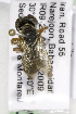  (Megachile farinosa - CCDB-14514-D03)  @12 [ ] CreativeCommons - Attribution Non-Commercial Share-Alike (2012) Packer Collection York University York University