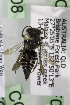  (Coelioxys reginae - CCDB-14514-F09)  @11 [ ] CreativeCommons - Attribution Non-Commercial Share-Alike (2012) Packer Collection York University York University