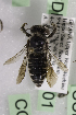  (Megachile GHAU - CCDB-14514-G01)  @13 [ ] CreativeCommons - Attribution Non-Commercial Share-Alike (2012) Packer Collection York University York University