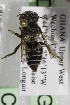  (Megachile AFR01 - CCDB-14514-G02)  @13 [ ] CreativeCommons - Attribution Non-Commercial Share-Alike (2012) Packer Collection York University York University