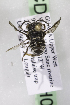  (Coelioxys GHA01 - CCDB-14514-H05)  @11 [ ] CreativeCommons - Attribution Non-Commercial Share-Alike (2012) Packer Collection York University York University