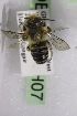  (Megachile GHAZ GHAZ - CCDB-14514-H07)  @13 [ ] CreativeCommons - Attribution Non-Commercial Share-Alike (2012) Packer Collection York University York University