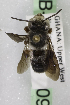  (Megachile GHAY GHAY - CCDB-14514-H09)  @13 [ ] CreativeCommons - Attribution Non-Commercial Share-Alike (2012) Packer Collection York University York University