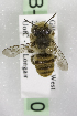  (Megachile GHAX GHAX - CCDB-14514-H10)  @13 [ ] CreativeCommons - Attribution Non-Commercial Share-Alike (2012) Packer Collection York University York University