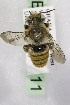  (Megachile GHAW GHAW - CCDB-14514-H11)  @14 [ ] CreativeCommons - Attribution Non-Commercial Share-Alike (2012) Packer Collection York University York University