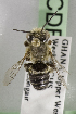  (Megachile GHAsp2 - CCDB-14515-A02)  @12 [ ] CreativeCommons - Attribution Non-Commercial Share-Alike (2012) Packer Collection York University York University