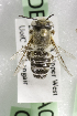  (Megachile GHAsp3 - CCDB-14515-A04)  @13 [ ] CreativeCommons - Attribution Non-Commercial Share-Alike (2012) Packer Collection York University York University