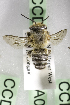  (Megachile GHAsp4 - CCDB-14515-A05)  @11 [ ] CreativeCommons - Attribution Non-Commercial Share-Alike (2012) Packer Collection York University York University