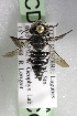  (Coelioxys CDI01 - CCDB-14515-A09)  @13 [ ] CreativeCommons - Attribution Non-Commercial Share-Alike (2012) Packer Collection York University York University