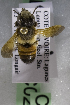  (Megachile CDI01 - CCDB-14515-C02)  @11 [ ] CreativeCommons - Attribution Non-Commercial Share-Alike (2012) Packer Collection York University York University